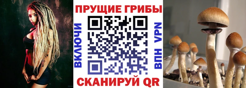 хочу   Пустошка  Галлюциногенные грибы Magic Shrooms 